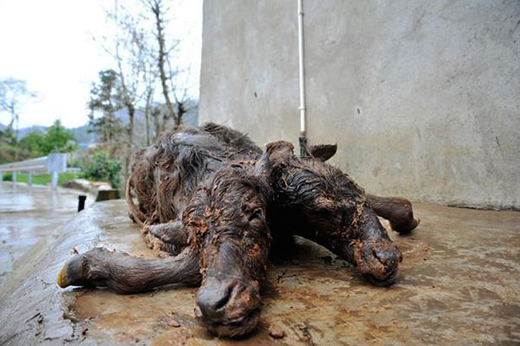 calf 